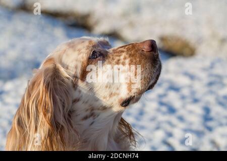 Außenportrait eines Orange Belton English Setters mit schneebedecktem Boden im Hintergrund. Stockfoto