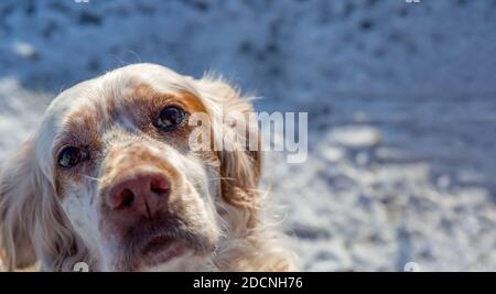 Orange Belton English Setter auf einem schneebedeckten Hintergrund, der originalgetreu in den Rahmen späht. Stockfoto
