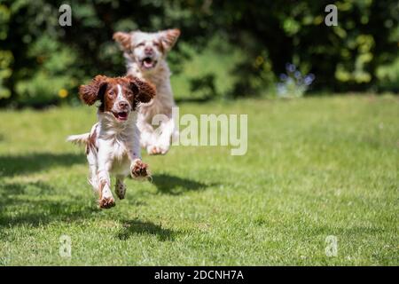 Orange Belton English Setter jagt einen jungen Springer Spaniel über den Rasen. Stockfoto