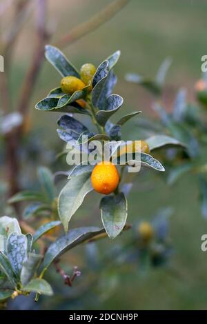 Nach dem Regen auf einem nassen Kumquat-Fruchtzweig stehen In der Türkei Stockfoto