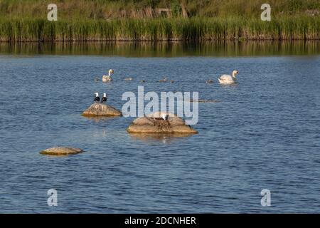 Große Schwarzrückenmöwe brütet auf einem Felsen und Mute Schwan Familie mit jungen Cygnets schwimmen auf einem ruhigen See auf der Insel Öland, Schweden. Stockfoto