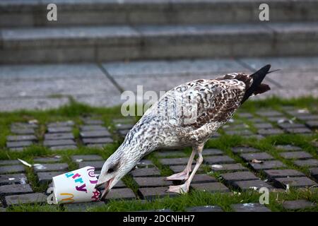 Meeresmöwe essen McDonald's Plastikbecher. Stockfoto