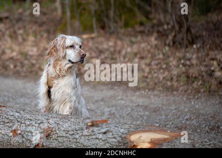 Orange Belton English Setter auf dem Aussichtspunkt im Wald hinter einem Baumstamm. Stockfoto