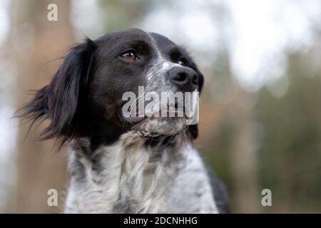 Nahaufnahme eines schwarz-weißen Spaniels aus der Bretagne im Wald. Stockfoto