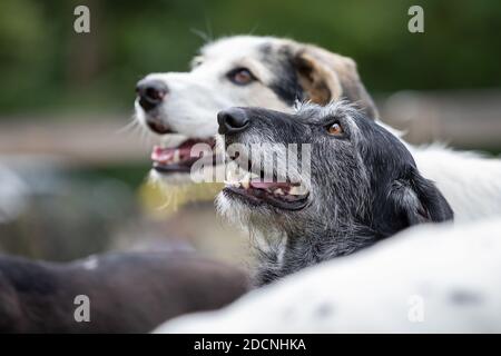 Außenportrait von zwei Mischlingshunden, einem Maremmano Border Collie Mix und einem Segugio Maremmano Mix, der aus einer kleinen Gruppe von Hunden aufschaut. Stockfoto