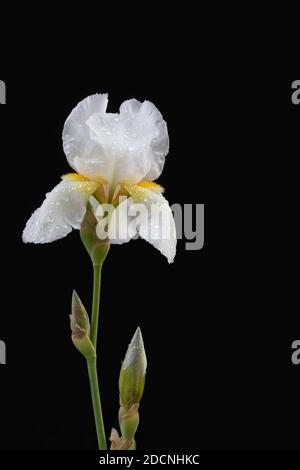 Weiße Bartlilie (Iris x Germanica) mit Wassertropfen auf den Blütenblättern vor einem schwarzen Hintergrund. Stockfoto