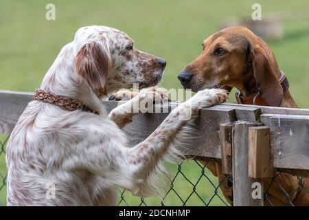 Segugio Italiano und English Setter starren einander über einen Zaun an, der auf ihren Hinterpfoten steht. Stockfoto