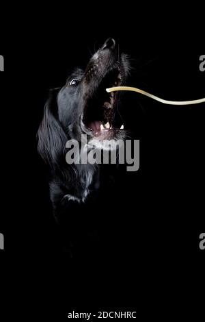 Studio-Portrait eines jungen, schwarzen irischen Setters, der eine Nudel mit weit geöffnetem Mund auf schwarzem Hintergrund fängt. Stockfoto