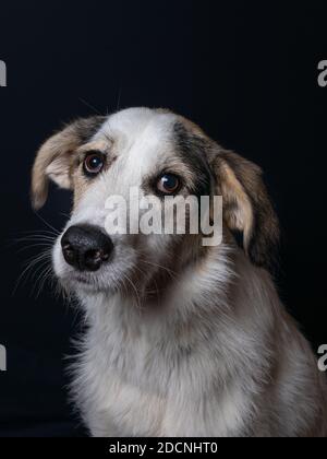 Studioportrait eines jungen Maremmano Mix Schafhundes vor schwarzem Hintergrund. Stockfoto