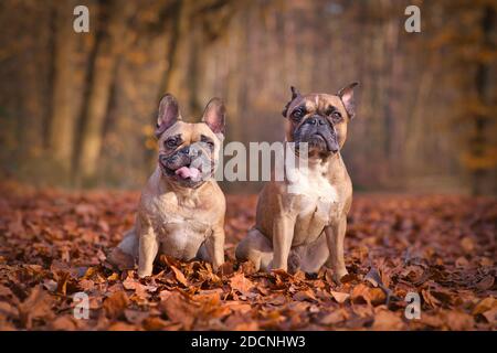 Paar französische Bulldoggen sitzen im saisonalen Wald mit Orangefarbene und braun gefallene Herbstblätter Stockfoto