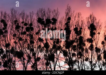 Traiskirchen: Misteln am Baum, Sonnenuntergang in Wienerwald, Wienerwald, Niederösterreich, Niederösterreich, Österreich Stockfoto