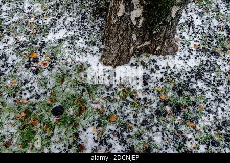 Natürlicher Hintergrund mit Birkenstamm unter dem Schnee Stockfoto