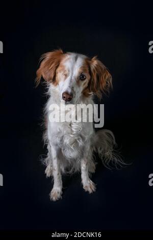 Studioportrait eines niedlichen Brittany Spaniel auf schwarzem Hintergrund sitzend und direkt auf die Kamera schauend. Stockfoto