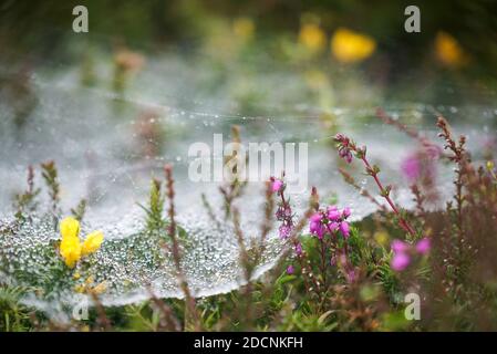 Trichterförmiges Spinnennetz der Agelena labyrinthica, das mit Wassertröpfchen bedeckt ist Niedrig liegendes Gras und Vegetation im Morgengrauen in Pembrokeshire UK Stockfoto