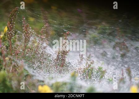 Trichterförmiges Spinnennetz der Agelena labyrinthica, das mit Wassertröpfchen bedeckt ist Niedrig liegendes Gras und Vegetation im Morgengrauen in Pembrokeshire UK Stockfoto