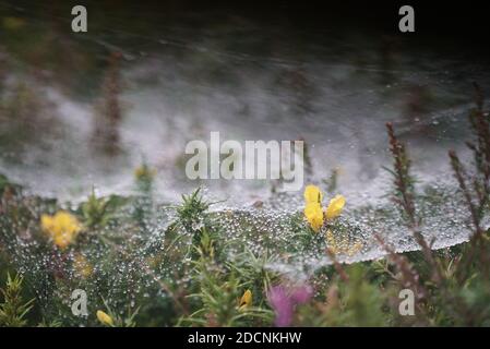 Trichterförmiges Spinnennetz der Agelena labyrinthica, das mit Wassertröpfchen bedeckt ist Niedrig liegendes Gras und Vegetation im Morgengrauen in Pembrokeshire UK Stockfoto