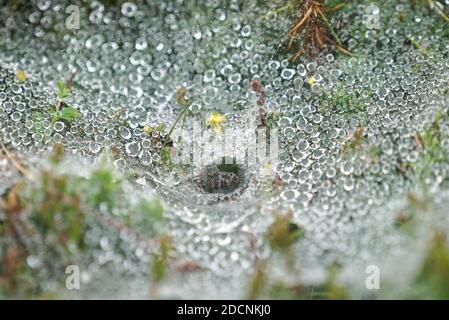 Trichterförmiges Spinnennetz der Agelena labyrinthica, das mit Wassertröpfchen bedeckt ist Niedrig liegendes Gras und Vegetation im Morgengrauen in Pembrokeshire UK Stockfoto