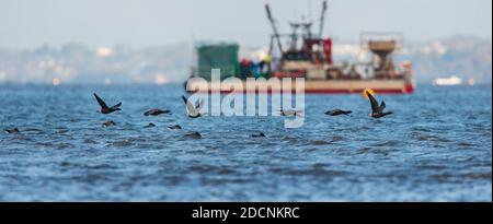 Brent Goose (Branta bernicla) Im Flug über Meer zur niedrigen Zeit Stockfoto