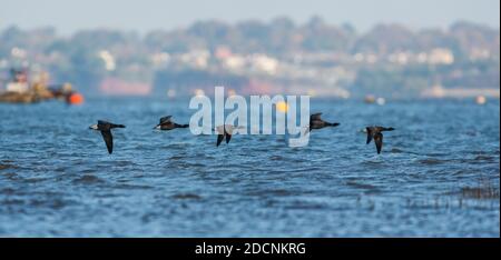 Brent Goose (Branta bernicla) Im Flug über Meer zur niedrigen Zeit Stockfoto