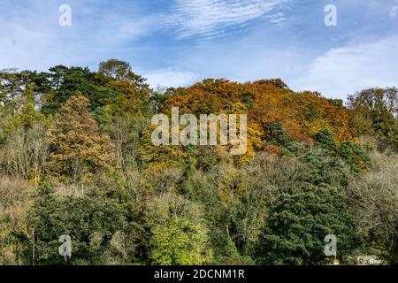Herbst.die Farben des Herbstes hier in den Bäumen entlang der Strawberry Beds in Dublin, Irland. Stockfoto