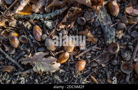Gefallene Eicheln auf dem Waldboden. Stockfoto