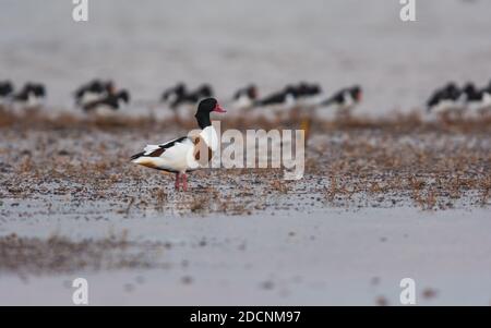 Gemeine Schelente (Tadorna tadorna) in der Umgebung bei Ebbe Stockfoto