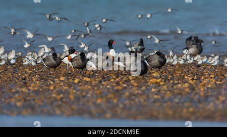 Gemeiner Schelentente (Tadorna tadorna) Dunlin und Brent Goose in der Umgebung bei Ebbe Stockfoto