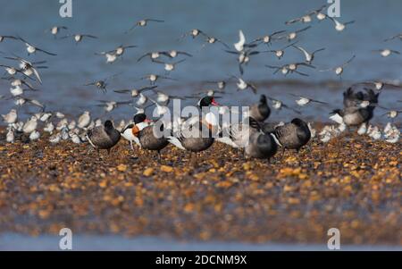 Gemeiner Schelentente (Tadorna tadorna) Dunlin und Brent Goose in der Umgebung bei Ebbe Stockfoto