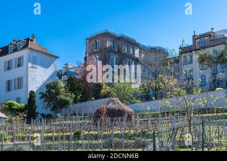 Paris, Weinberge von Montmartre im Frühling Stockfoto