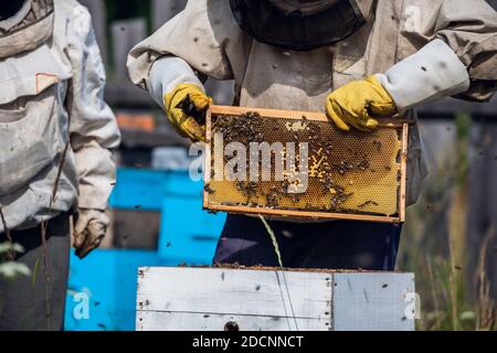 Nahaufnahme der Imkerin mit Wabenrahmen und arbeitenden Bienen, die Honig machen. Bienenzucht. Naturprodukt. Bienenwachs. Bienenzucht. Stockfoto