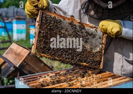 Imker arbeitet mit Bienen und Bienenstöcke auf dem Bienenstand. Stockfoto