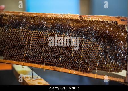 Die Waben mit dem Schaber von Hand aufdecken, Honigernte. Stockfoto