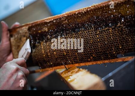 Die Waben mit dem Schaber von Hand aufdecken, Honigernte. Stockfoto