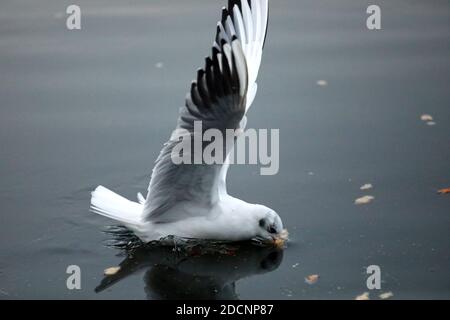 Braunton Marsh, Braunton, North Devon, UK, 22. November 2020: Möwen werden von Braunton Marsh gefüttert. Credit Natasha Quarmby/ALAMY Live News Stockfoto