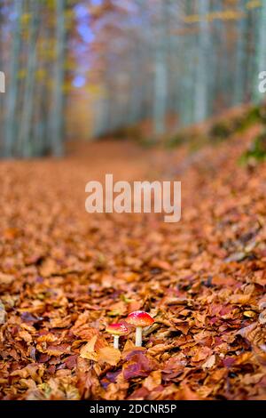 Herbstlandschaft wunderschöne bunte Bäume über dem Wald, glühend im Sonnenlicht. Wunderbarer malerischer Hintergrund. Schöne Farben und ein friedliches atmos Stockfoto