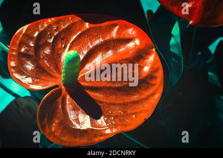 Nahaufnahme von Anthurium- oder Flamingoblüten, schönen roten herzförmigen Blüten. Stockfoto