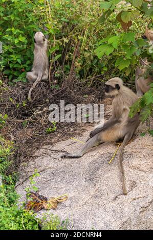 Hampi, Karnataka, Indien - 4. November 2013: Stamm der graubraunen Affen auf Felsen und Klettern in grünen Büschen. Stockfoto