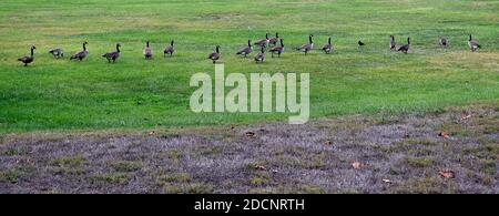 Kanadagänse, Branta canadensis, auf Rasen der Caesar Chavez Mittelschule, Union City, Kalifornien Stockfoto