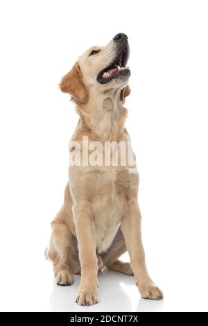 Cute golden Retriever Hund sitzt auf dem Befehl des Besitzers und Keuchend vor weißem Hintergrund Stockfoto