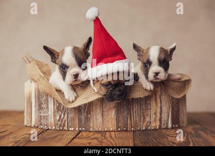 Nette Familie von drei wertvollen französisch Bulldoggen Welpen tragen weihnachten Hüte und feiern weihnachten zusammen in einer Holzkiste auf Beigefarbener Hintergrund Stockfoto