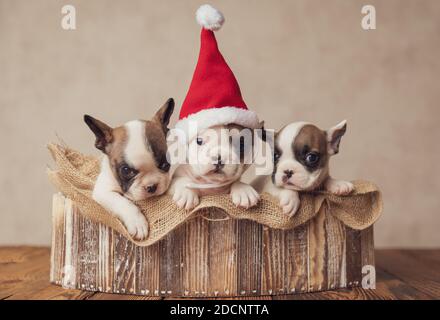 Schöne Familie von drei fröhlichen französisch Bulldoggen Welpen tragen gebildet weihnachtsmann Hut und warten auf weihnachten zusammen auf ein Sackleinen im Holz Stockfoto