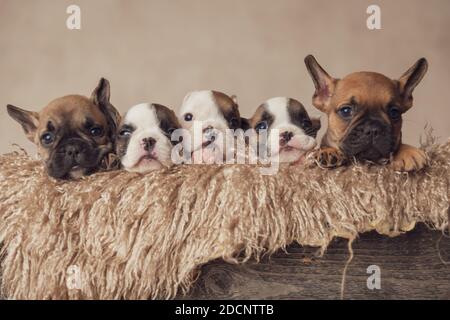 Die bezauberndste Familie von französisch Bulldogge Welpen Ruhe und Posiert in einer pelzigen Vintage-Box Stockfoto