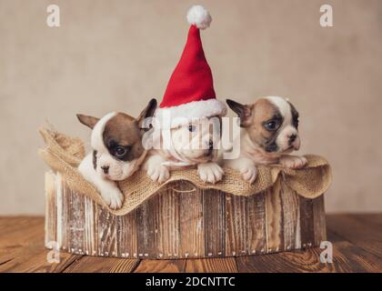 Schöne kleine französische Bulldoggen Welpen tragen weihnachtsmann Hut, warten auf weihnachten in einem Sackleinen in einer alten Holzkiste Stockfoto