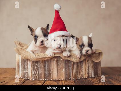 Kleine Reihe von drei extrem niedlichen französisch Bulldoggen Welpen mit weihnachtsmütze feiert weihnachten zusammen in einem Sackleinen Eine Holzkiste Stockfoto