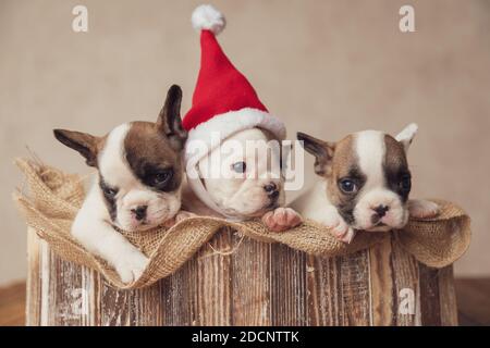 Drei entzückende französische Bulldoggen Welpen tragen Weihnachtsmann Hut, ruht in einem Sackleinen und feiert weihnachten zusammen in einer alten Holzkiste Stockfoto
