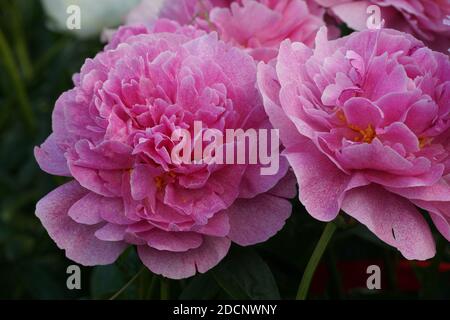 Pfingstrose Der Fawn. Doppelte rosa Pfingstrose Blume. Im Garten blüht ein wunderschöner rosa Pfingstrose.