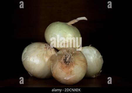 Ökologische Zwiebeln frisch aus dem Garten gepflückt. Stockfoto