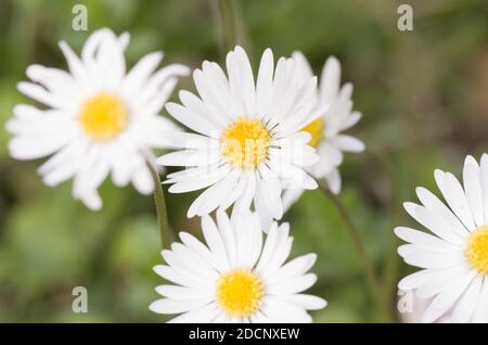 Eine selektive Fokusaufnahme von frischen Kamillenblüten im Garten Stockfoto