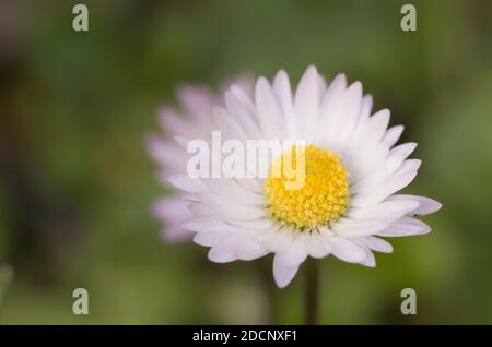 Eine selektive Fokusaufnahme der frischen Kamillenblüte im Garten Stockfoto