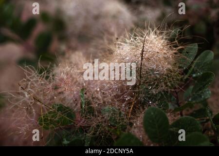 Beige Farbe Champagner Set Segel Smoketree mit Tropfen Tau, Skumpiya Gerben, close up, Cotinus coggygria. Rosafarbene flauschige Äste. Stockfoto